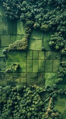 Wall Mural - Aerial View of a Lush Green Forest