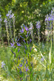 Fototapeta Tęcza - Camassia quamash, camas, a perennial herb in a park in Holland. Vertical photo