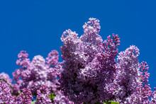 Purple Lilac Branch In Spring Time Against Blue Sky In Garden, Closeup