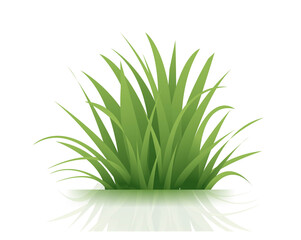 Wall Mural - Green Grass Isolated White Background