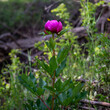 Detail of a wild peony in the forest