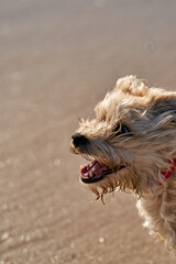 Small dog running in the baech