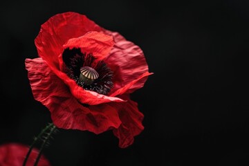 Poster - Close up of a vibrant red flower on a dark black background. Perfect for floral or nature themed designs