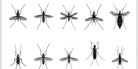 Poster - A collection of mosquitoes on a plain white backdrop. Ideal for scientific or educational use