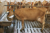 Fototapeta  - Jersey cow drinks water on a farm in Denmark