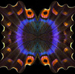 Abstract ornament from the wings of a tropical butterfly. Swallowtail wing pattern. Papilio maackii. Colorful exotic swallowtail butterfly wings