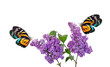 bright colorful tropical butterflies on purple lilac flowers in dew drops isolated on white. 