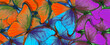 Bright colorful tropical morpho butterflies, colored background