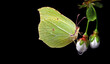 bright yellow butterfly on the buds of a cherry blossom isolated on black. butterfly on sakura flowers. brimstones butterfly.