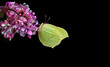 yellow butterfly on acacia flowers in water drops isolated on black. brimstones butterfly. copy space