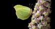 bright yellow butterfly on chestnut flower in dew drops isolated on black. brimstones butterfly. 