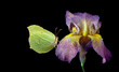 bright yellow butterfly on purple iris flower in dew drops isolated on black. brimstones butterfly