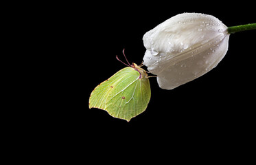 Wall Mural - bright yellow butterfly on white tulip flower in dew drops isolated on black. brimstones butterfly. copy space