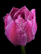 pink tulip in dew drops isolated on black. 