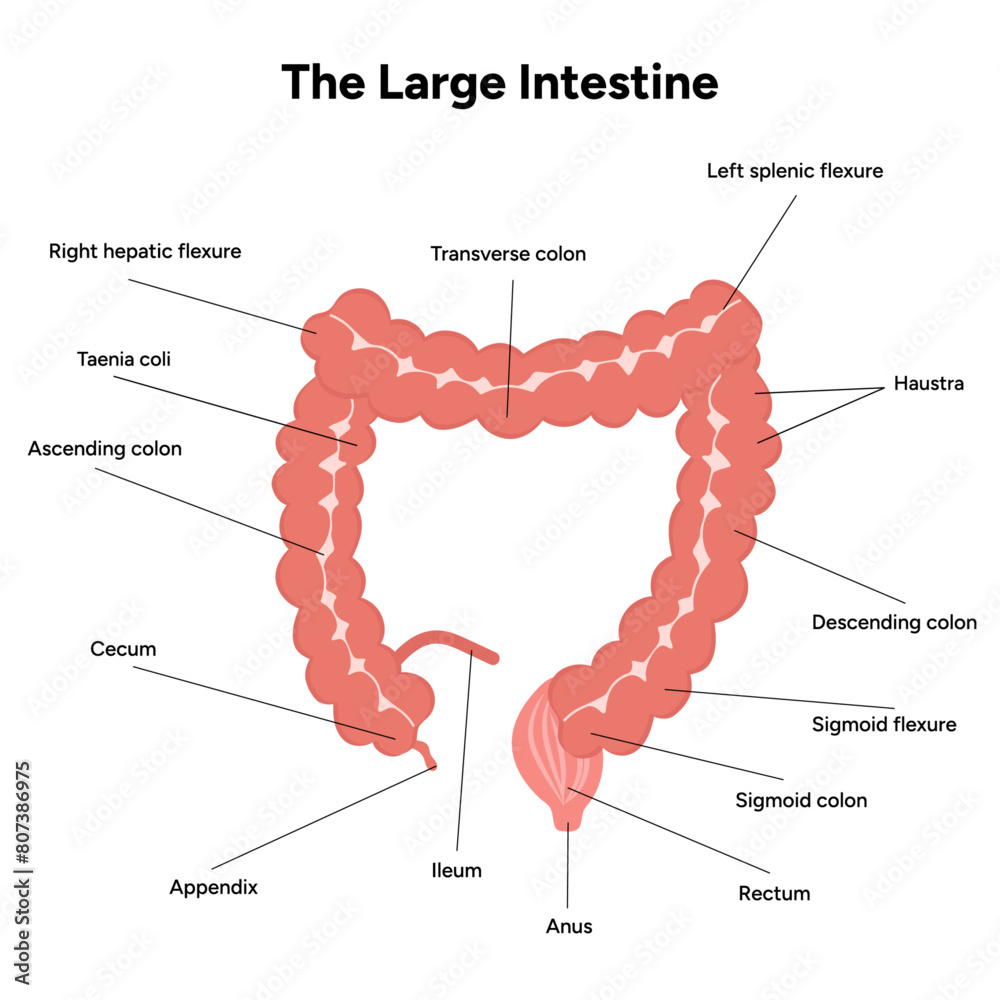 The large intestine diagram anatomy Stock Vector | Adobe Stock