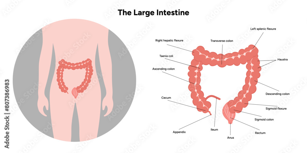 Large Intestine Triangle The large intestine diagram anatomy Stock Vector | Adobe Stock