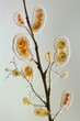 A beautiful image of a plant with round, orange and yellow seed pods. The plant is delicate and looks like it is floating in the air. The image is very peaceful and calming.