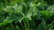 Close-up photo of Giant Hogweed leaves highlighting their jagged edges and thick stems, emphasizing the plant's danger