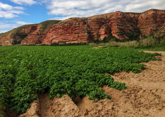 Wall Mural - Potato field and a red, rocky outcrop near Humansdorp, South Africa