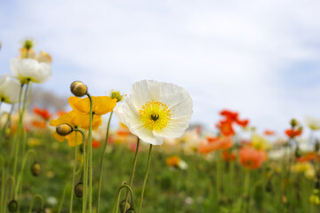 Wall Mural - Beautiful poppy flower garden. The Expo 70 Commemorative Park, Osaka, Japan