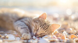 Fototapeta  - Gato deitado dormindo em cima de conchas na praia - wallpaper HD