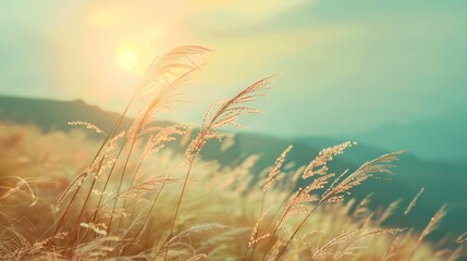 Canvas Print - Wheat Plants In The Sun