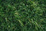 Fototapeta Miasto - Emerald Majesty: A Macro View of a Serene Green Field of Grass.