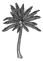 Wall Mural - Coconut palm tree plant sketch engraving PNG illustration. T-shirt apparel print design. Scratch board style imitation. Black and white hand drawn image.