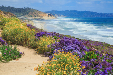 wildflowers super bloom along sea cliff coastal trail in del mar, 20 miles north of san diego in sou