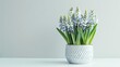 © Francheska - muscari in pot close up on white background generative ai