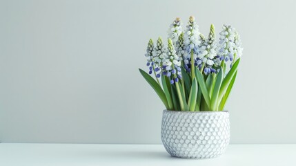 muscari in pot close up on white background generative ai