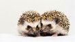  A pair of adorable hedgehogs cuddle together against a white background, their prickly spines and tiny noses adding to the charm of the scene. The innocence and sweetness of the moment are captured w