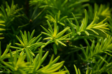 Wall Mural - Taxus baccata close up. Green branches of yew tree(Taxus baccata, English yew