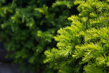 Canvas Print - taxus baccata close up. green branches of yew tree(taxus baccata, english yew