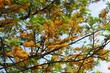Flowering Branches of Grevillea Robusta (Silk Oak) Against Blue Sky