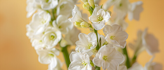 Canvas Print - White flower background with vibrant color