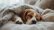 A cute and peaceful beagle dog is comfortably napping on a tidy, well-made white bed, covered with a soft and cozy blanket, creating a warm and delightful scene.