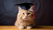 Furry graduate cat wearing graduation cap