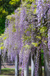綺麗に咲いた公園の藤の花 鳥取県 羽合臨海公園