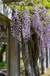 綺麗に咲いた公園の藤の花 鳥取県 羽合臨海公園