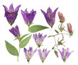 Pressed and dried flowers campanula, isolated on white background. For use in scrapbooking, floristry or herbarium.