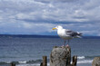 Sea gull perched on a wooden pole