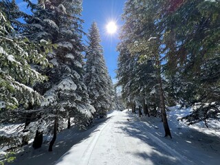 Wall Mural - Excellently arranged and cleaned winter trails for walking, hiking, sports and recreation in the area of the tourist resorts of Valbella and Lenzerheide in the Swiss Alps - Switzerland (Schweiz)