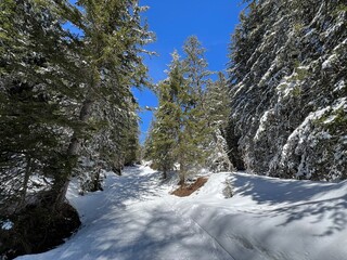 Wall Mural - Excellently arranged and cleaned winter trails for walking, hiking, sports and recreation in the area of the tourist resorts of Valbella and Lenzerheide in the Swiss Alps - Switzerland (Schweiz)