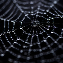 A Spider Web With Many Small Water Droplets On It