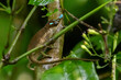 Ein Blaunasenchamäleon im madegassischen Nationalpark Amberwald