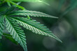 Close up of Cannabis plant leaf