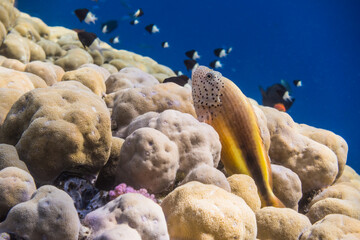 Wall Mural - freckled hawkfish lying on corals with little black white fishes behind in water