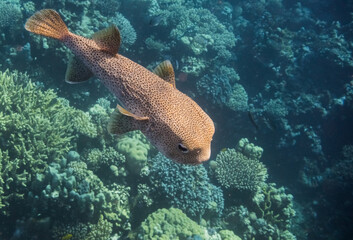 Wall Mural - large spot fin porcupinefish swimming over the coral reef during freediving