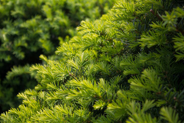 Sticker - Taxus baccata close up. Green branches of yew tree(Taxus baccata, English yew, European yew).